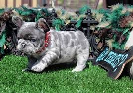 Merle french bulldogs can have tiger stripes, spots, or patches. View Ad French Bulldog Puppy For Sale Near California Riverside Usa Adn 81628