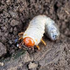 grubs kill grub worms