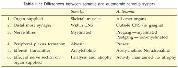 autonomic nervous system