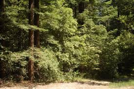 Hours may change under current circumstances Henry Cowell Redwoods State Park