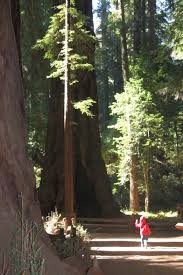 Visitors camped at henry cowell redwoods state park campground can take advantage of all these attractions. Henry Cowell Redwoods State Park The Outdoors Parent