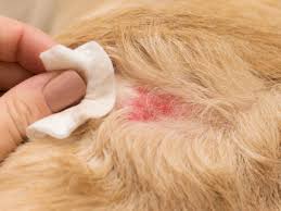 clumps of hair falling out in dogs our