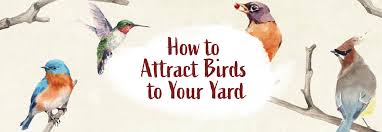 how to attract birds to your yard the