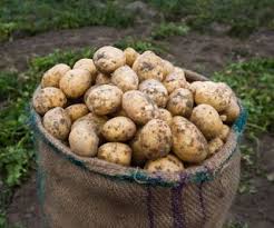 how to fertilize potatoes expert tips