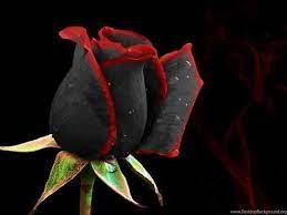 Black Rose Wallpapers HD Pictures ...
