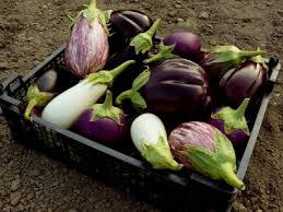 Eggplant Piedmont Master Gardeners