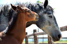 Alla scoperta delle relazioni sociali tra cavalli - EQUESTRIAN INSIGHTS