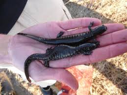 Smallmouth Salamanders At Cattail Pond Lannoo Lab