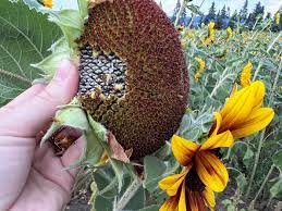 how to harvest sunflower seeds like a