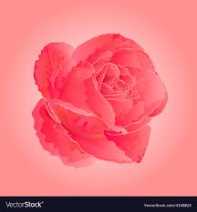 flower pink rose symbol of love royalty