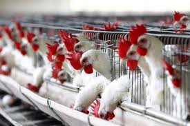 Read on to know about the causes, symptoms and risk factors of bird flu. Senegal Reports H5n1 Bird Flu Outbreak On Poultry Farm Food News Al Jazeera