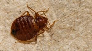 10 tiny bugs that look like bed bugs