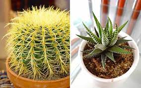 Kaktus gymno memiliki bentuk unik dan berbagai macam warna. Aneka Rekomendasi Jenis Kaktus Hias Mini Yang Bakal Mempercantik Ruanganmu Blog Unik