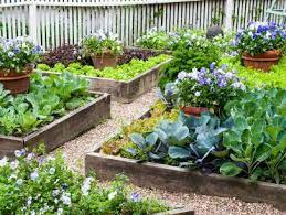 Vegetable Garden In Raised Beds