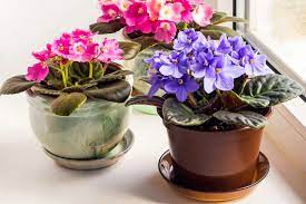 20 flowering indoor plants for a