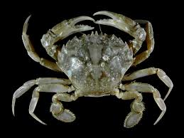 Crab Wikipedia