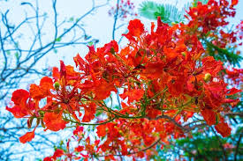 summer poinciana phoenix is a flowering