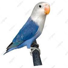 love bird blue lovebird bird burung