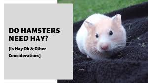 Do Hamsters Need Hay Is Hay Ok