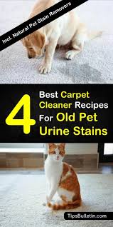 pet urine stains