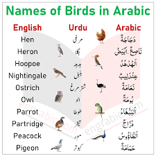 names of birds in arabic birds names