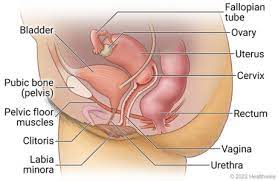 female pelvic anatomy health library