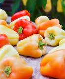 What color are Gypsy sweet peppers?