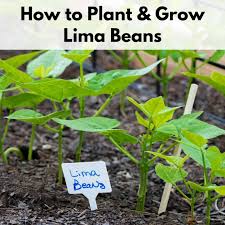 how to plant and grow lima beans