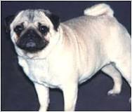 Image result for pug questions and answers