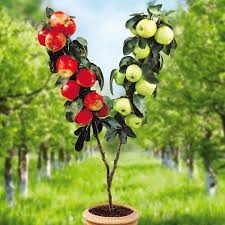 Buy Duo Apple Affordable Gardens4you Ie