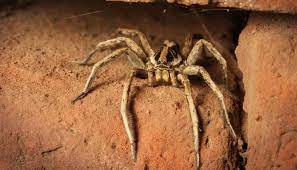 Wolf Spiders In Your Basement
