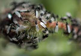 Haben überall am gesichteten ameisen eingang backpulver gelegt. Fliegende Ameisen Im Haus Was Tun Kraut Ruben