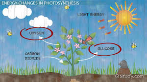 Photosynthesis Vs Cellular Respiration