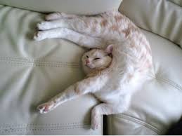Gambar di atas pun diambil dari akun instagram. 31 Gambar Lucu Dan Gaya Unik Kucing Tidur Ragam Informasi