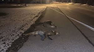 rules of roadkill what to know if you