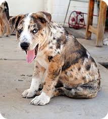 If you are considering putting. Phoenix Az Catahoula Leopard Dog Meet Bravo A Pet For Adoption