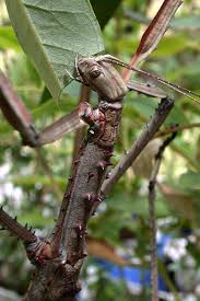 care of stick insects the australian
