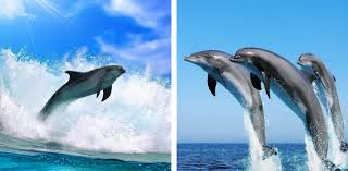 dolphin live wallpaper apk for