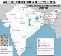 white tiger facts for kids all about