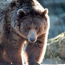 Медведь гризли насмерть загрыз охотившегося на лосей мужчину: Звери: Из  жизни: Lenta.ru