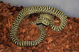 zebra carpet python traits morphpedia