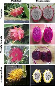 This is the best guide to learn how to grow dragon fruit. Distinguishing Three Dragon Fruit Hylocereus Spp Species Grown In Andaman And Nicobar Islands Of India Using Morphological Biochemical And Molecular Traits Scientific Reports