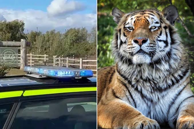 Zoogoers Say Woman Tried to Stop Man Who Was Fatally Mauled by Tiger in Zoo Enclosure