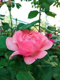 light pink rose flower picture and hd