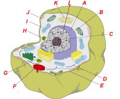 A cell is the basic unit of life in all organisms. Animal Cell Structure