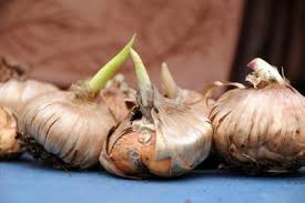 Readers are invited to contribute to the database by sharing pics of bulbs/blooms from their own collection. Identifying Bulb Types Understanding Bulbs Corms Rhizomes And Tubers Hgtv