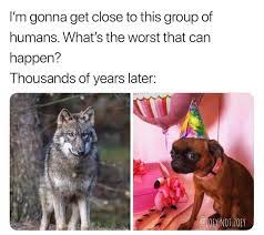 See more ideas about wolf, wolf meme, wolf quotes. Memebase Wolves All Your Memes In Our Base Funny Memes Cheezburger