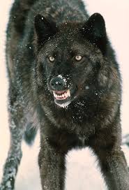 #shit post #wolf #dog #snarl? Grey Wolf Snarling Photograph By William Ervin Science Photo Library