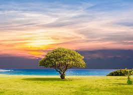 green tree wallpaper 4k ocean view