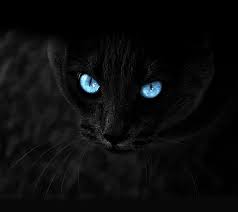 Black Cat Black Blue Cat Dark Eyes